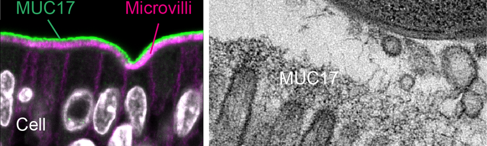 Membrane mucin MUC17 covers microvilli on apical aspects of enterocytes