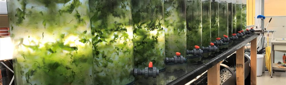 Cultivation tanks with green seaweed. 