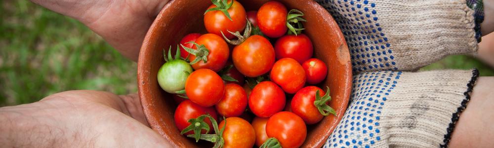 En skål med tomater lämnas över från en person till en annan.