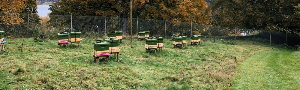 Beehives in landscape 
