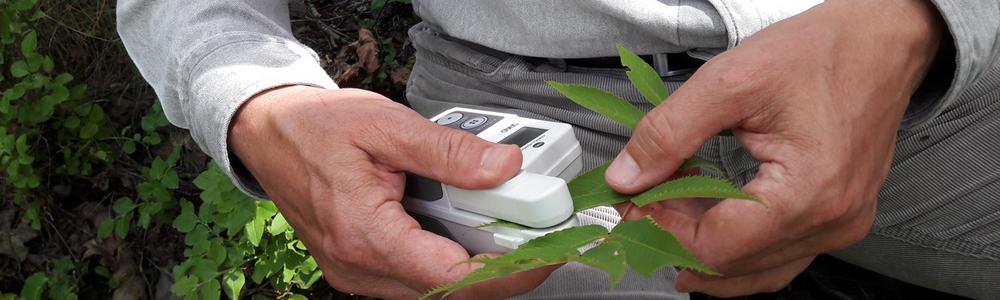 hand measuring leaf