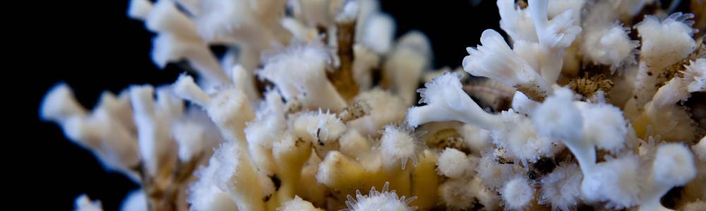 Cold water coral Lophelia pertusa