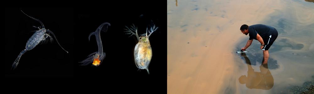 Plankton bloom and copepods