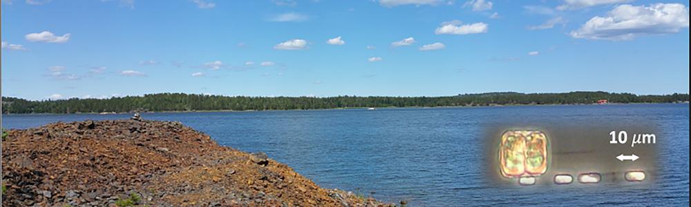 Slaggsten från gruvdrift vid stranden till Gåsfjärden i Östersjön, samt kiselalger