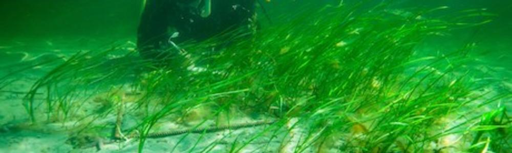 Dykare över ålgräs.