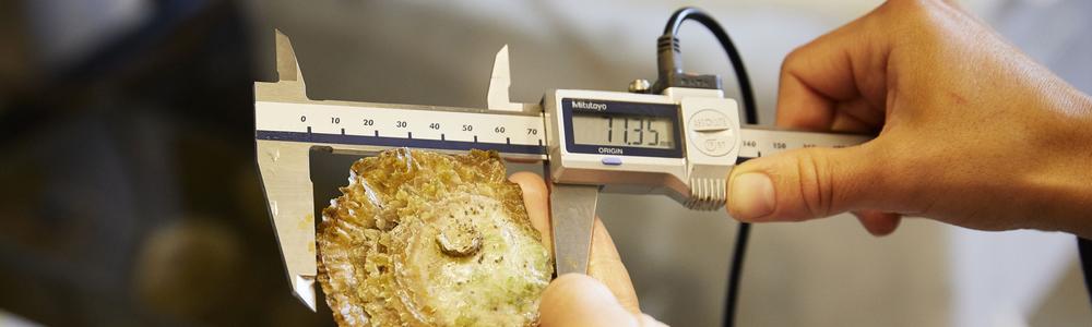 Measuring of oyster with electronic caliper