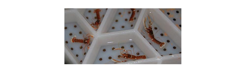 Young lobsters in their individual compartments. 