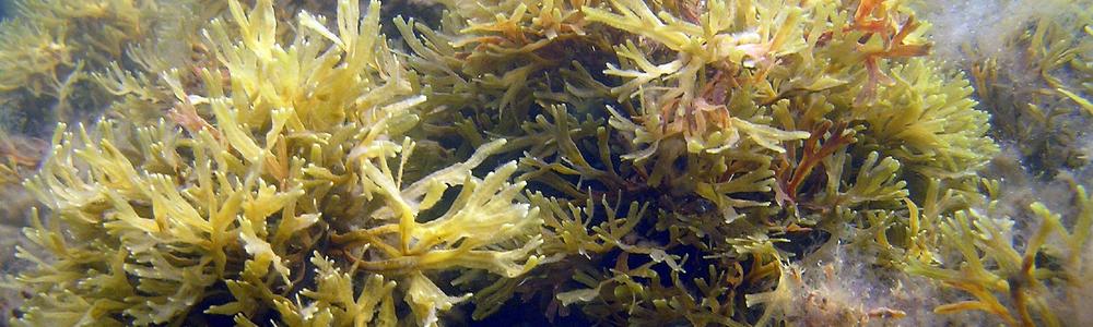 Narrow wrack is a close relative to Bladder wrack which is only found in the Baltic Sea.