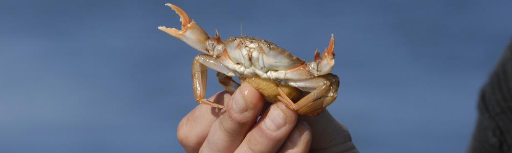 Crab in the hand of researcher. 