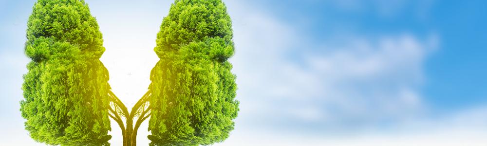 Ett grönt träd där två lövverk är placerade som två lungor på trädets stam, som symbol för friska lungor.