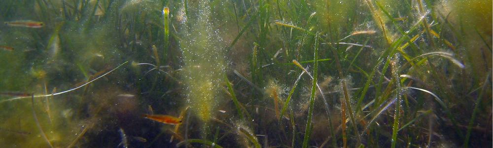 Eelgrass meadow with small fish