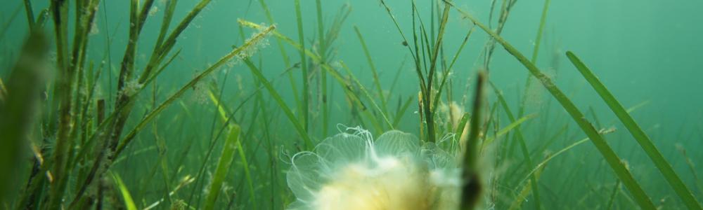 Underwater photo of a eelgrass meadow 