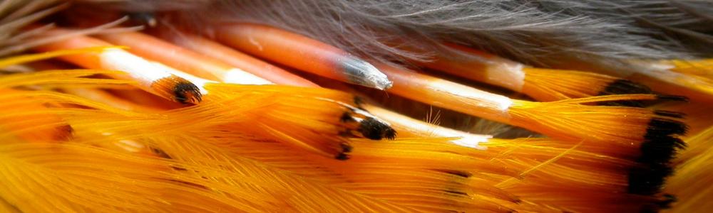 orange bird feathers