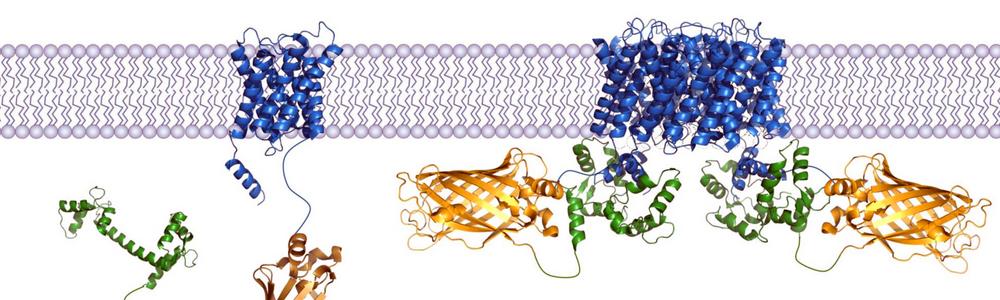 Screening of membrane protein complexes using BiFC