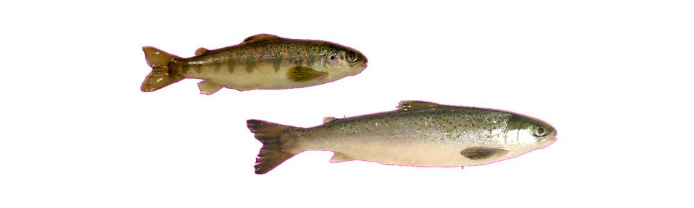 Parr-smolt salmon