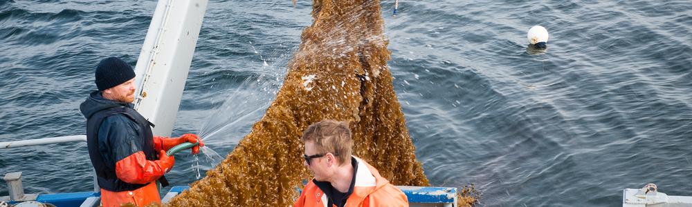 Seaweed cultivation is harvested in the Koster Sea