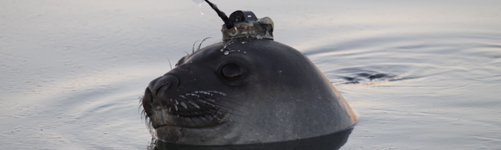 An elephant seal with a CTD logger attached on its head. 