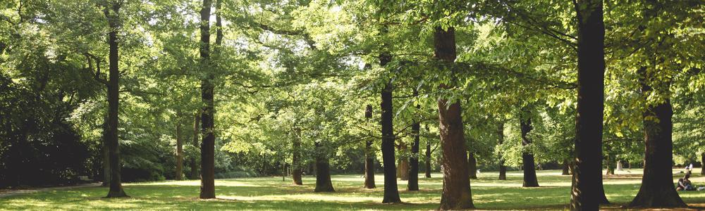 Trädskugga i en park