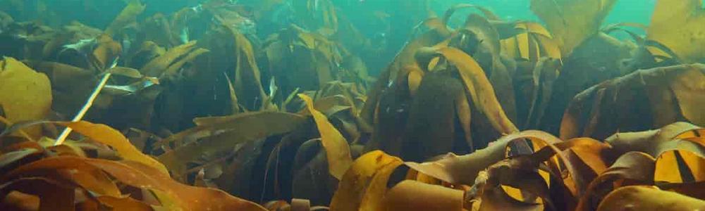 Underwater kelp forest, Laminaria hyperborera.