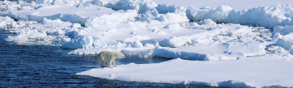 A polar bear walking on ice in the Arctic Ocean