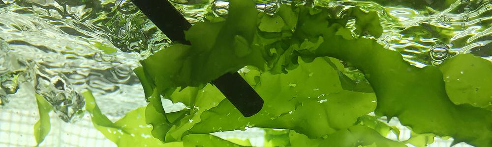 Gröna alger rör sig i vattenströmmen i ett akvarium.