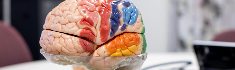 Photo of a plastic brain model.
