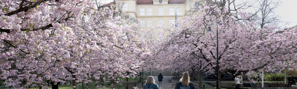Två studenter med ryggsäckar går under blommande körsbärsblommor.