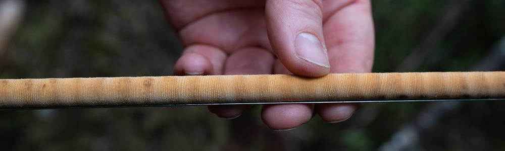 Borrkärna från ett träd