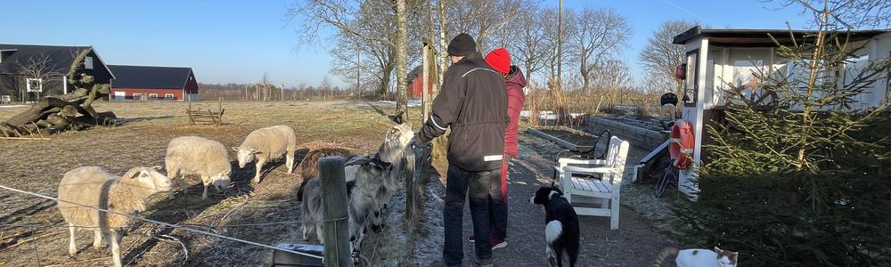 två äldre personer vid en fårhage