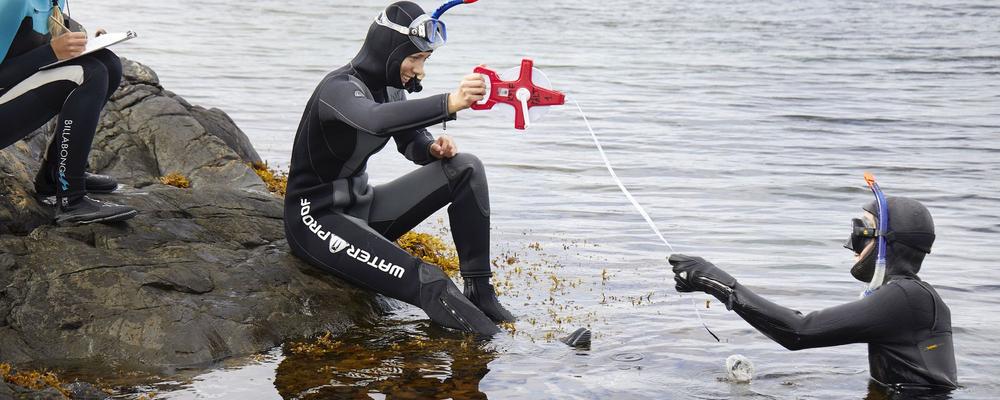 Studenter i våtdräkt tittar på tång. 