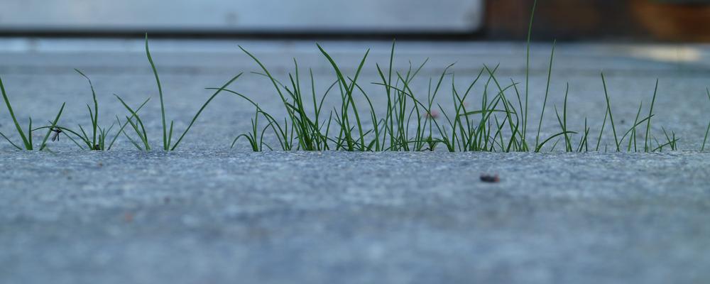 Växtkraft, gräs som trots asfalt gror.