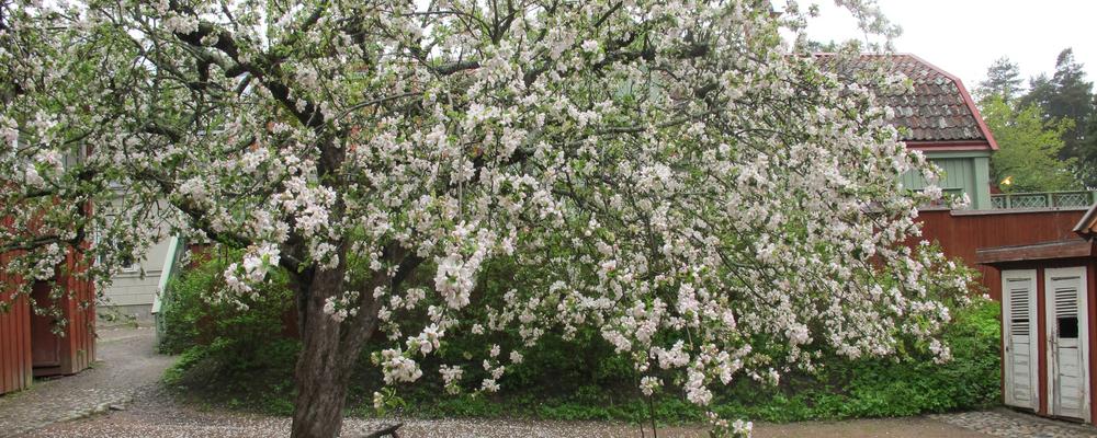 Bilden visar ett överdådigt blommande äppelträd i en äldre miljö