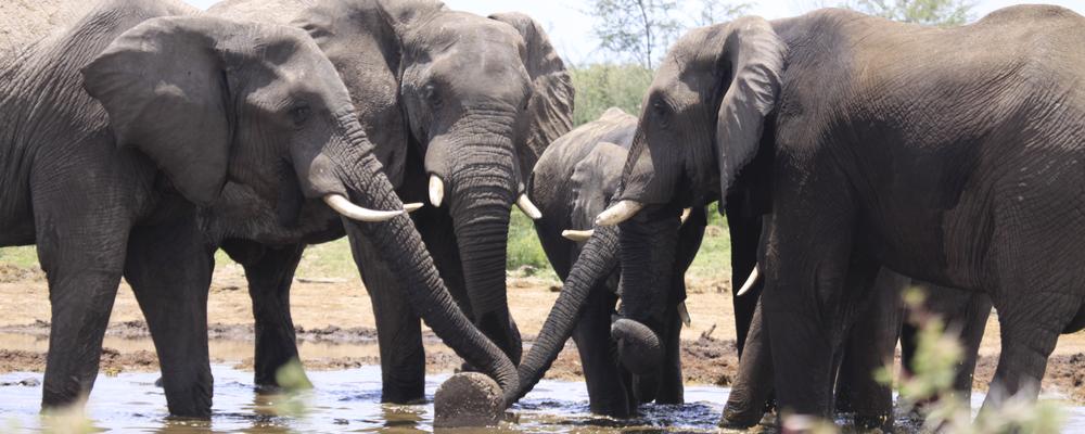 Elefanter runt ett vattenhål i Botswana