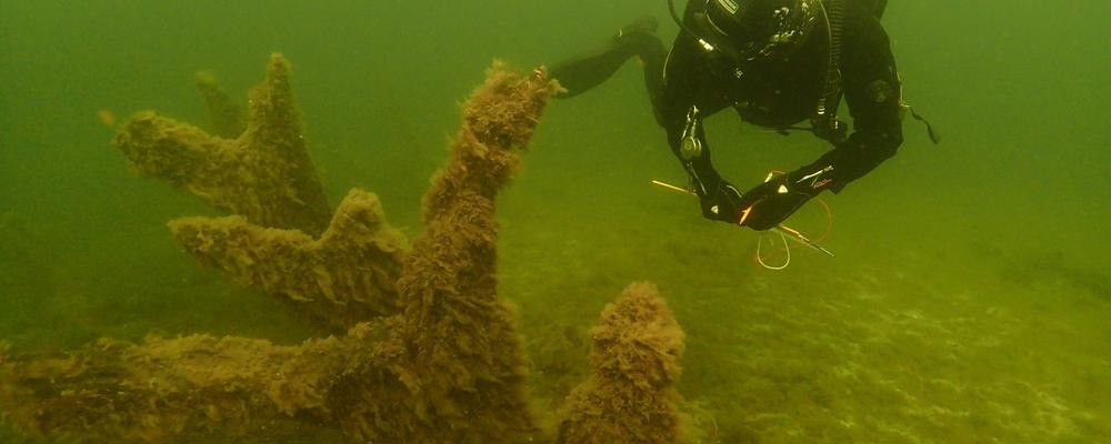 Diver at shipwreck. 