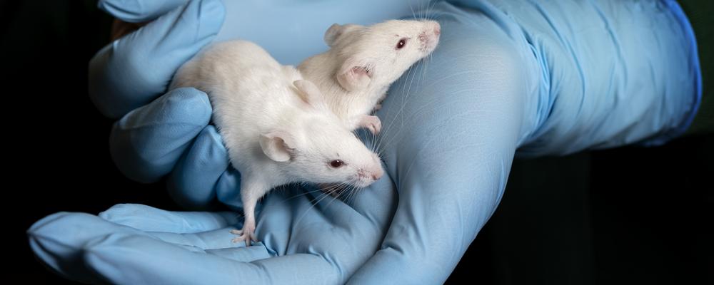 Animal testing at the University of Gothenburg | University of Gothenburg