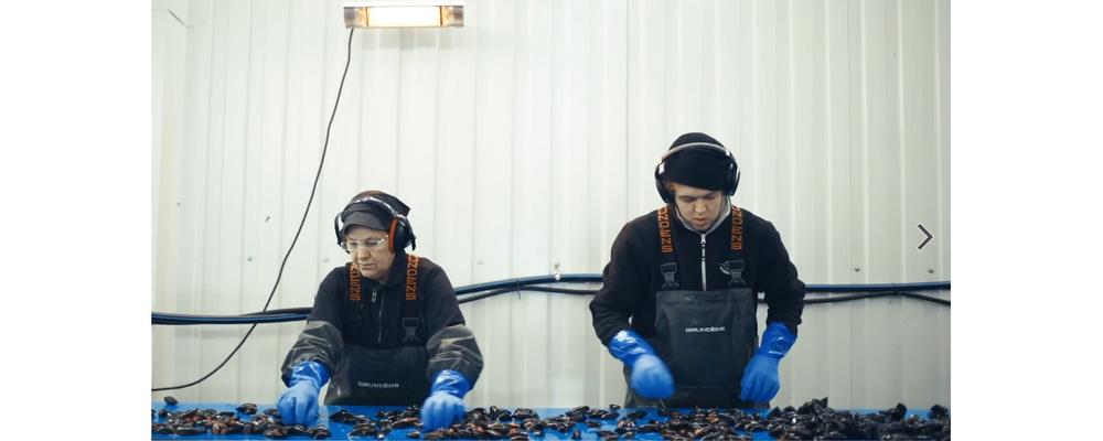 Mussel industry in Sweden.
