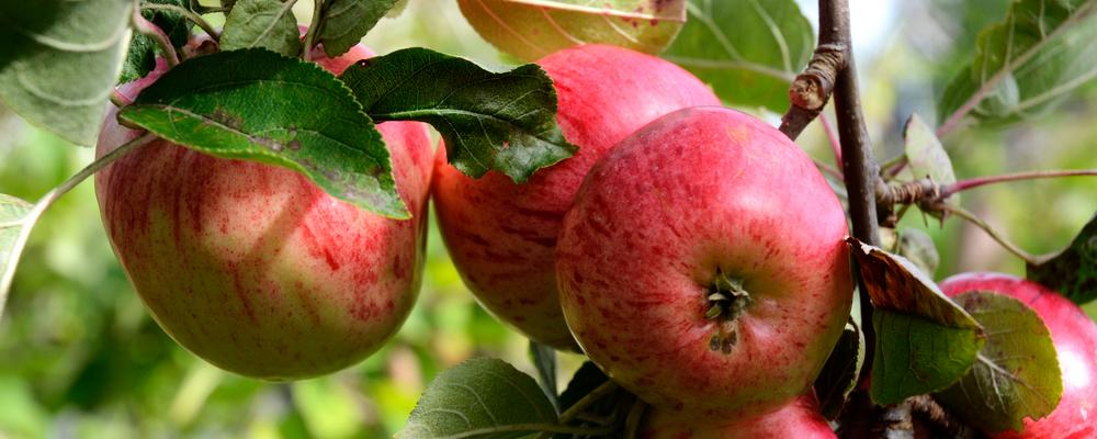 Röda äpplen hänger i en klase i ett äppelträd.