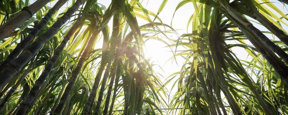 Foto av sockerrör på en plantage