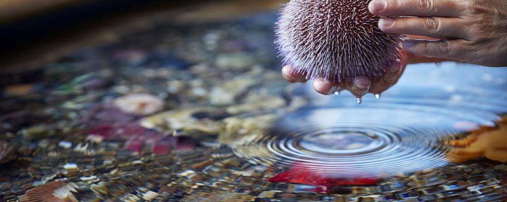 Sjöborre i hand ovanför ett akvarium