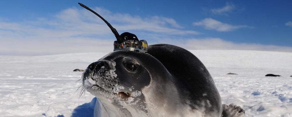 Weddell seal on polar ice with sensor on its head. 