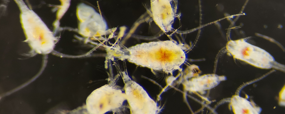Marine hybrid fuel is toxic and has the potential to affect zooplankton over generations 