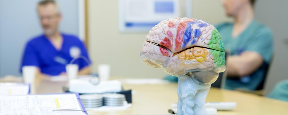 modell av en hjärna, två personer i bakgrunden