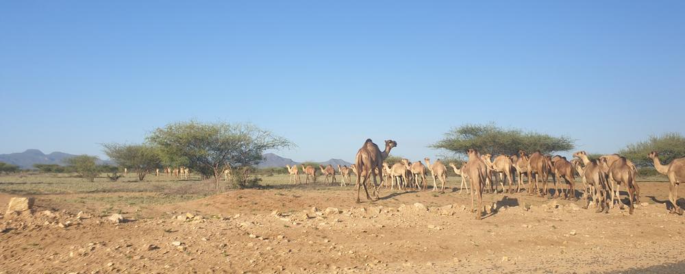 Camels in a dry desert landscape. 