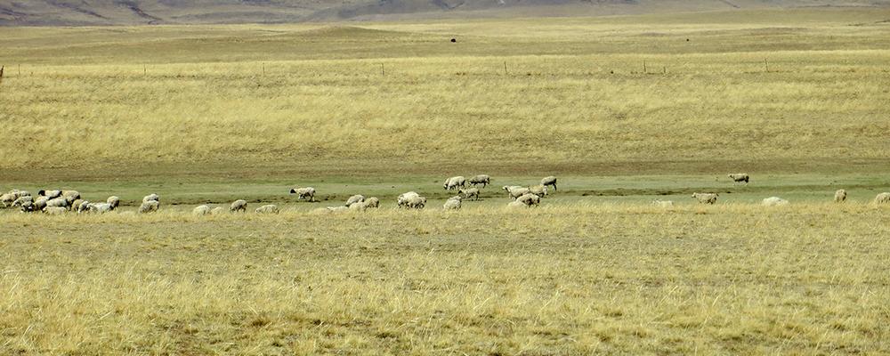 Grassland in Inner Mongolia, northern China