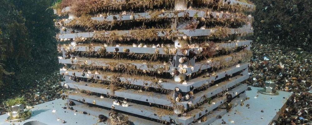 Artificial reef structure on the seafloor for monitoring hard bottom fauna