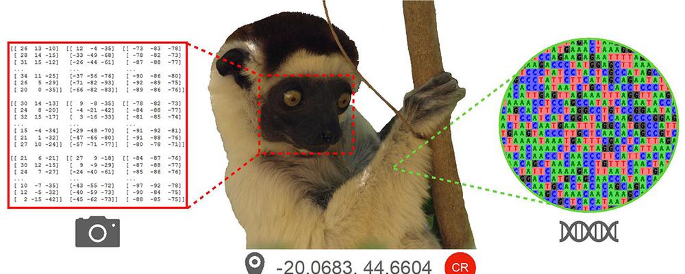 Endangered specimen Verreaux's sifaka (Propithecus verreauxi).