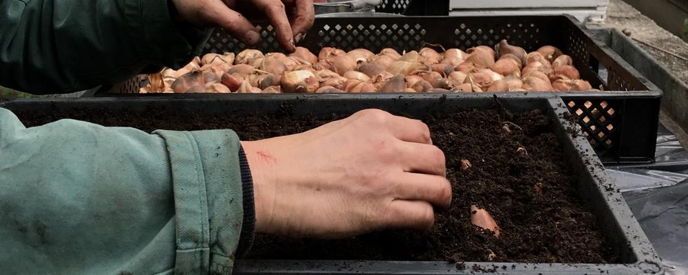 Bilden visar två händer som arbetar med att sortera vårlök inför plantering