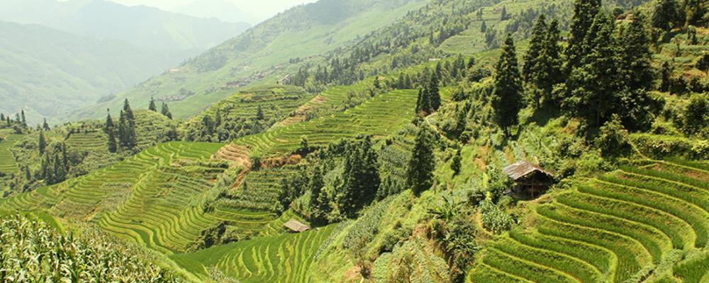 Deforestation in tropical mountainous regions creates elevation dependent warmingingen - Vimarsana News