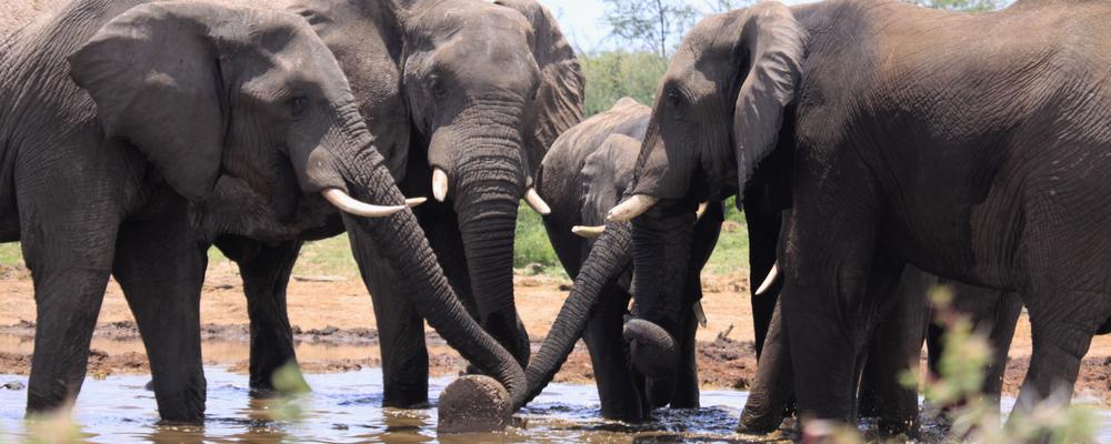 elephants around a waterhole