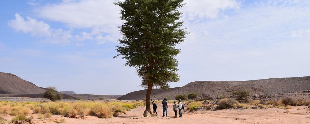 Botanists looking at an Acacia in the Algerian desert